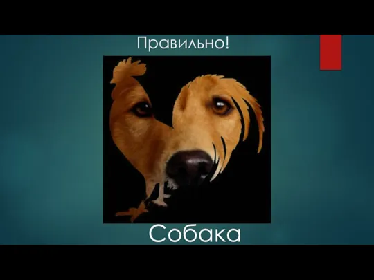 Правильно! Собака