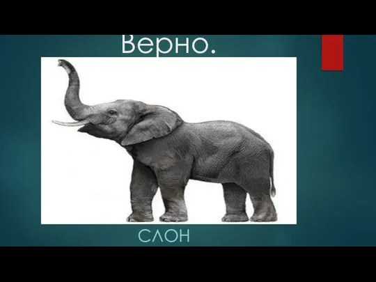 Верно. СЛОН