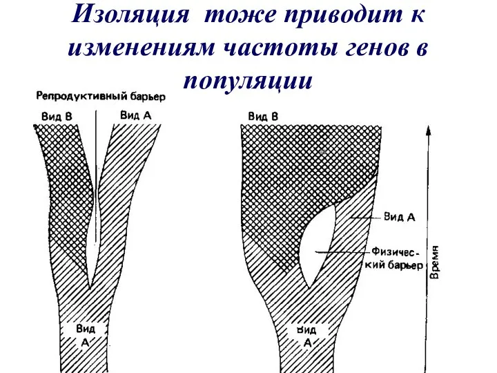 Изоляция тоже приводит к изменениям частоты генов в популяции