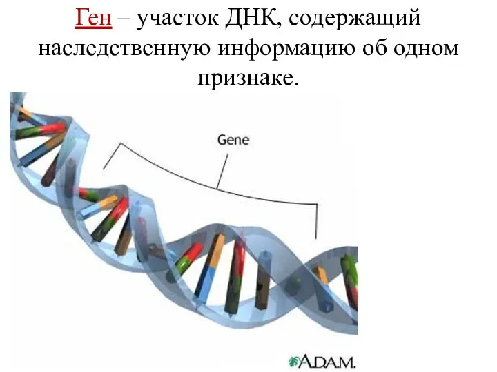 Ген – участок ДНК, содержащий наследственную информацию об одном признаке.