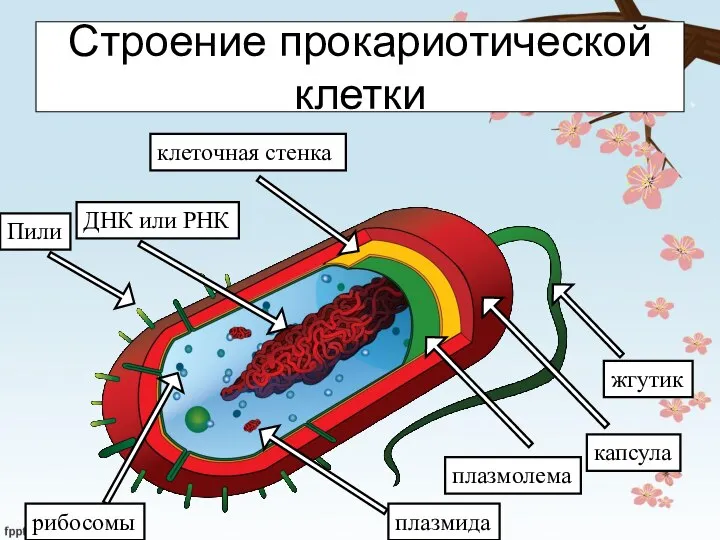 Строение прокариотической клетки Пили ДНК или РНК плазмолема клеточная стенка жгутик капсула плазмида рибосомы