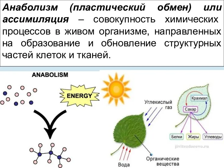 Анаболизм (пластический обмен) или ассимиляция – совокупность химических процессов в живом