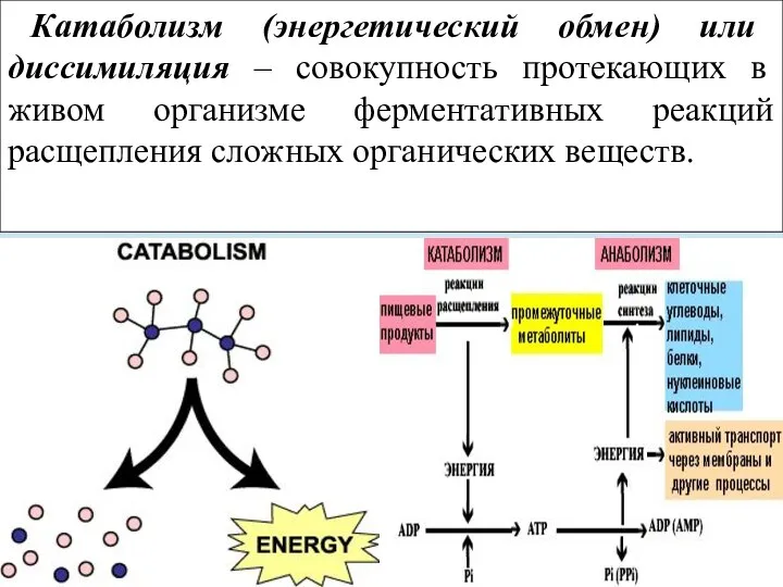 Катаболизм (энергетический обмен) или диссимиляция – совокупность протекающих в живом организме