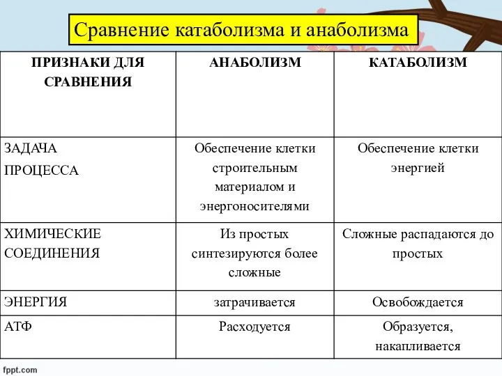 Сравнение катаболизма и анаболизма