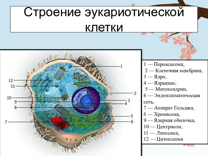 Строение эукариотической клетки 1 — Пероксисома, 2 — Клеточная мембрана, 3