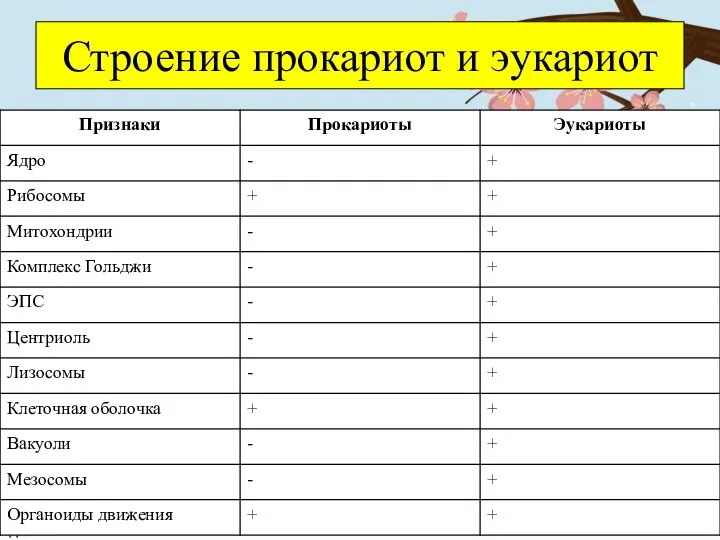 Строение прокариот и эукариот