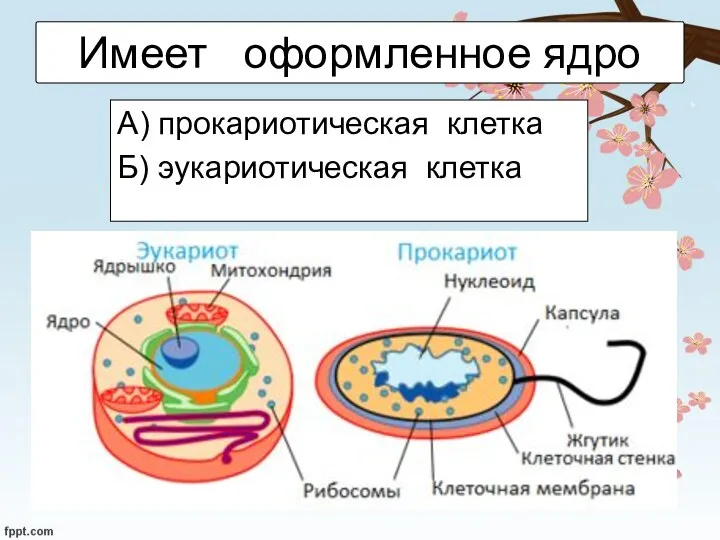 Имеет оформленное ядро А) прокариотическая клетка Б) эукариотическая клетка