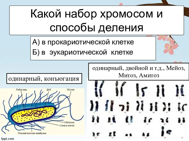 Какой набор хромосом и способы деления А) в прокариотической клетке Б)