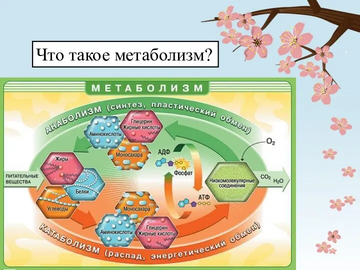 Что такое метаболизм?