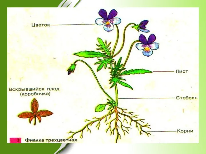 Строение цветкового растения (органы)