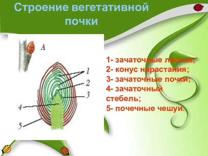 Строение вегетативной почки 1- зачаточные листья; 2- конус нарастания; 3- зачаточные