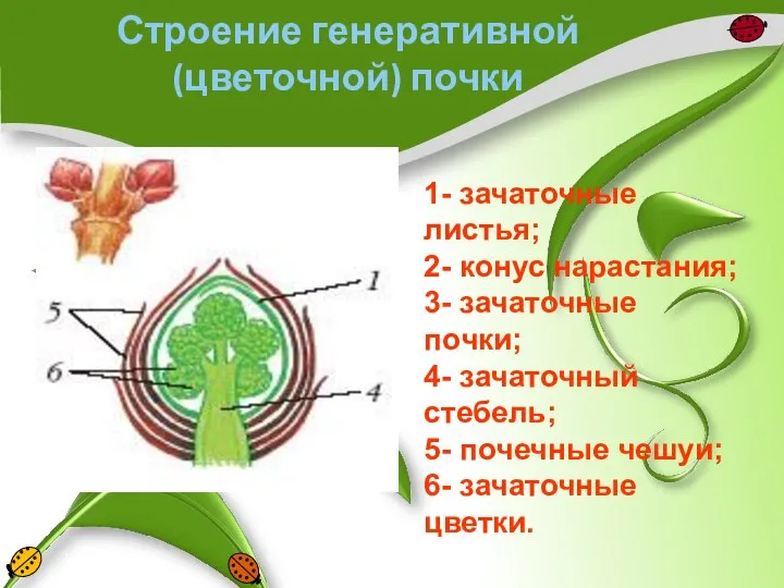 Строение генеративной (цветочной) почки 1- зачаточные листья; 2- конус нарастания; 3-