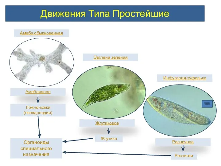 Движения Типа Простейшие Эвглена зеленая Инфузория-туфелька Амеба обыкновенная Амебоидное Жгутиковое Ресничное