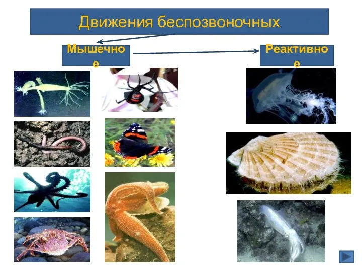 Движения беспозвоночных Мышечное Реактивное Тип Кишечно- полостные Тип Черви Класс Ракообразные