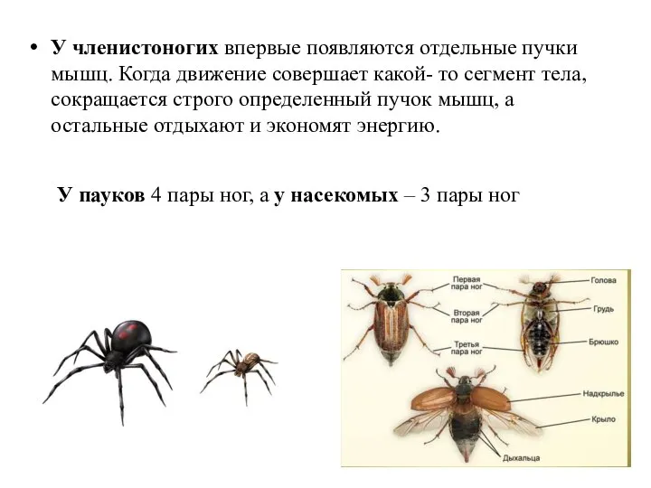 У членистоногих впервые появляются отдельные пучки мышц. Когда движение совершает какой-