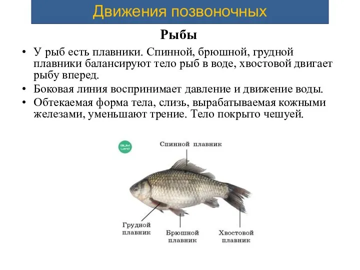 Рыбы У рыб есть плавники. Спинной, брюшной, грудной плавники балансируют тело