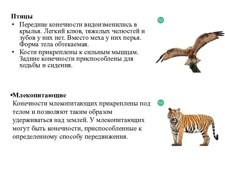 Птицы Передние конечности видоизменились в крылья. Легкий клюв, тяжелых челюстей и