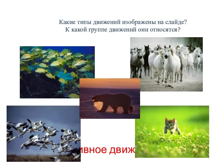 Активное движение Ходьба Прыжок Бег Полет Плавание Какие типы движений изображены