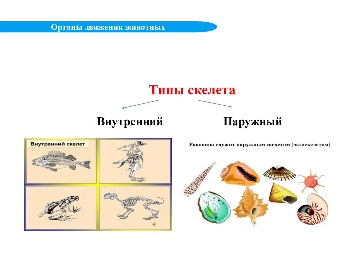 Типы скелета Органы движения животных Внутренний Наружный