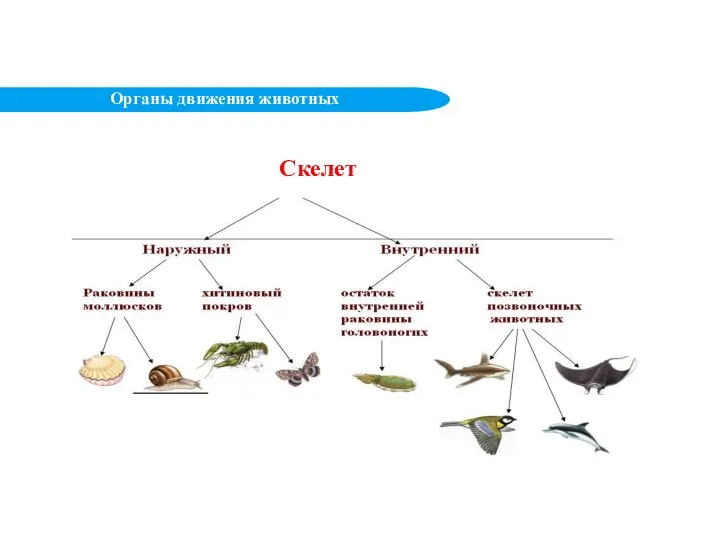 Скелет Органы движения животных