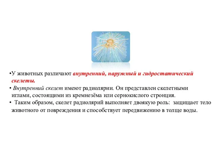 У животных различают внутренний, наружный и гидростатический скелеты. Внутренний скелет имеют