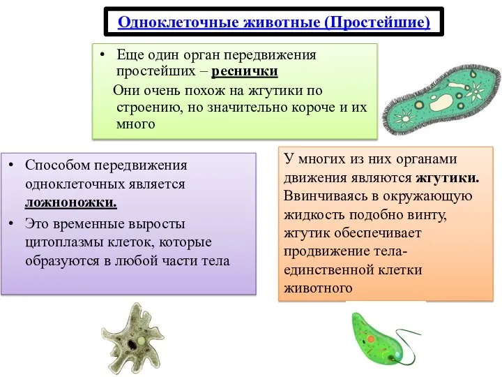 Еще один орган передвижения простейших – реснички Они очень похож на