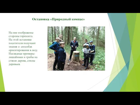 Остановка «Природный компас» На пне изображены стороны горизонта. На этой остановке