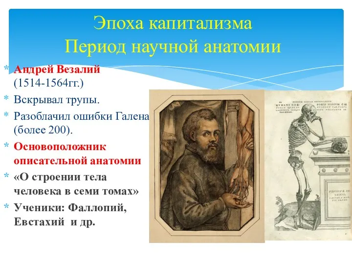Эпоха капитализма Период научной анатомии Андрей Везалий (1514-1564гг.) Вскрывал трупы. Разоблачил