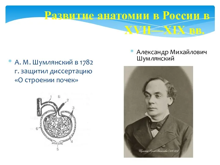 А. М. Шумлянский в 1782 г. защитил диссертацию «О строении почек»