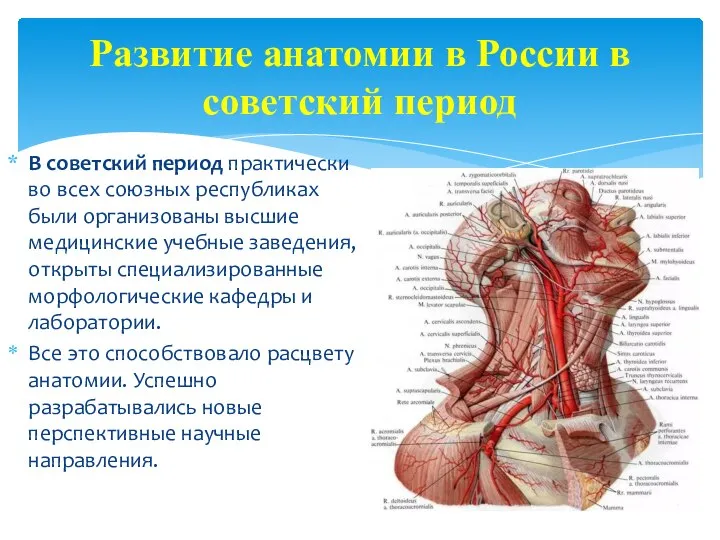 Развитие анатомии в России в советский период В советский период практически