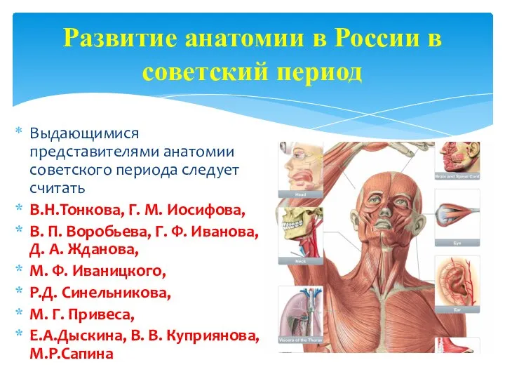 Развитие анатомии в России в советский период Выдающимися представителями анатомии советского