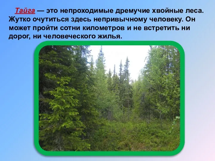 Тайга — это непроходимые дремучие хвойные леса. Жутко очутиться здесь непривычному