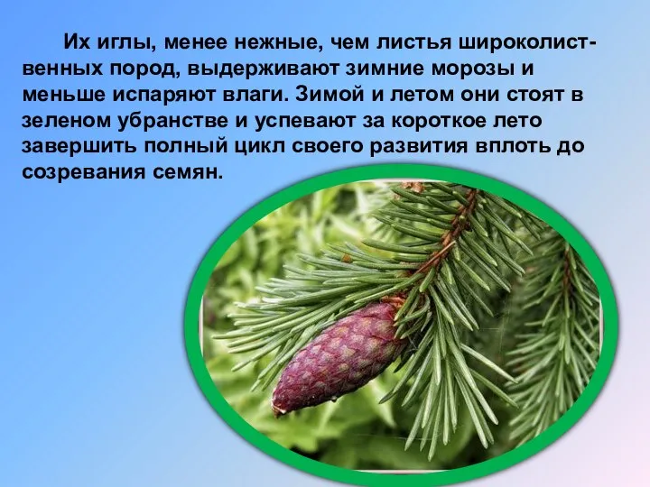 Их иглы, менее нежные, чем листья широколист-венных пород, выдерживают зимние морозы