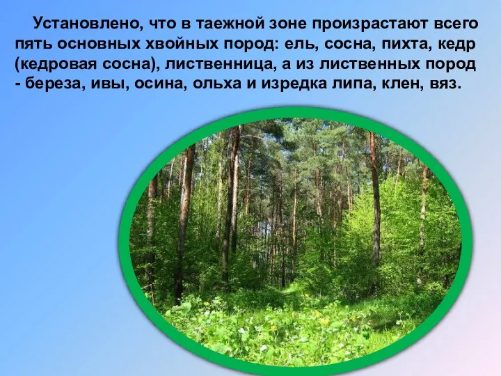 Установлено, что в таежной зоне произрастают всего пять основных хвойных пород: