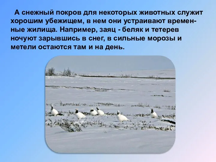 А снежный покров для некоторых животных служит хорошим убежищем, в нем