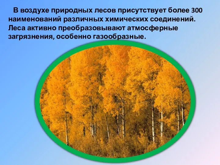 В воздухе природных лесов присутствует более 300 наименований различных химических соединений.