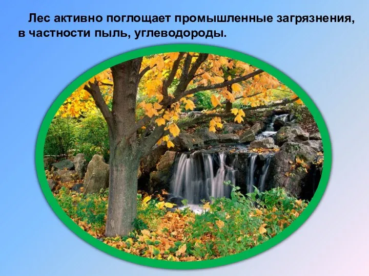 Лес активно поглощает промышленные загрязнения, в частности пыль, углеводороды.