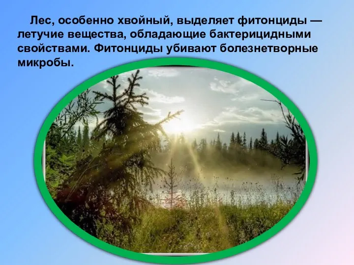 Лес, особенно хвойный, выделяет фитонциды — летучие вещества, обладающие бактерицидными свойствами. Фитонциды убивают болезнетворные микробы.