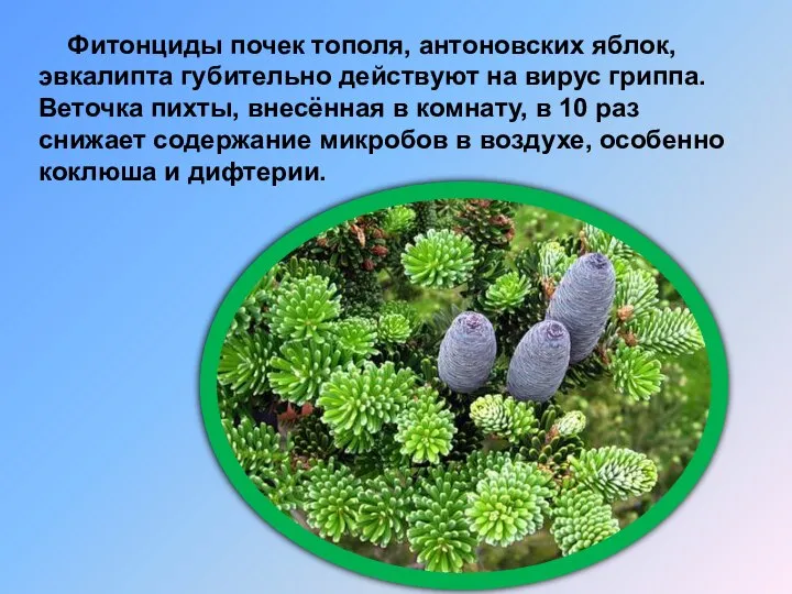 Фитонциды почек тополя, антоновских яблок, эвкалипта губительно действуют на вирус гриппа.