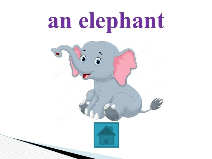 an elephant