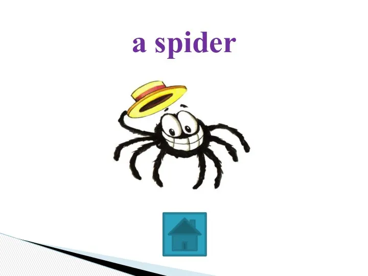 a spider