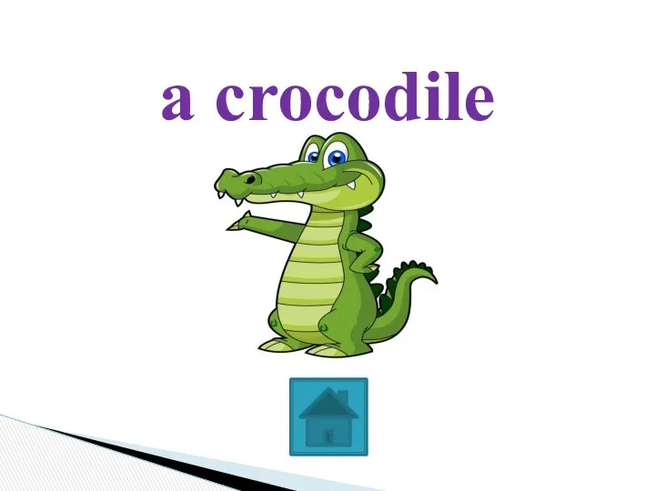 a crocodile