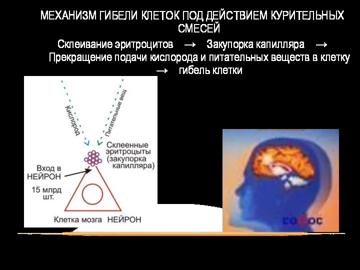 МЕХАНИЗМ ГИБЕЛИ КЛЕТОК ПОД ДЕЙСТВИЕМ КУРИТЕЛЬНЫХ СМЕСЕЙ Склеивание эритроцитов → Закупорка