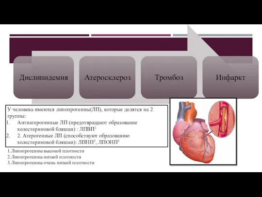 У человека имеются липопротеины(ЛП), которые делятся на 2 группы: Антиатерогенные ЛП