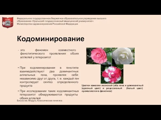 Кодоминирование это феномен совместного фенотипического проявления обоих аллелей у гетерозигот При