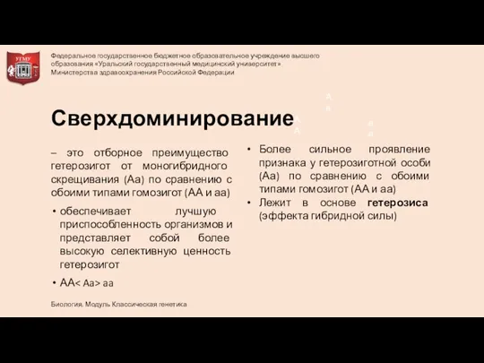 Сверхдоминирование – это отборное преимущество гетерозигот от моногибридного скрещивания (Аа) по