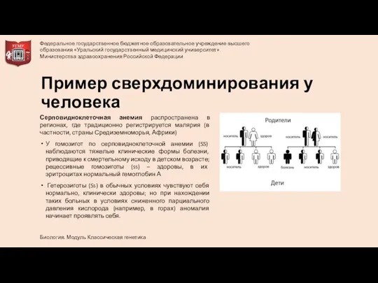 Пример сверхдоминирования у человека Серповидноклеточная анемия распространена в регионах, где традиционно