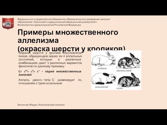 Примеры множественного аллелизма (окраска шерсти у кроликов) Окраска шерсти у кролика