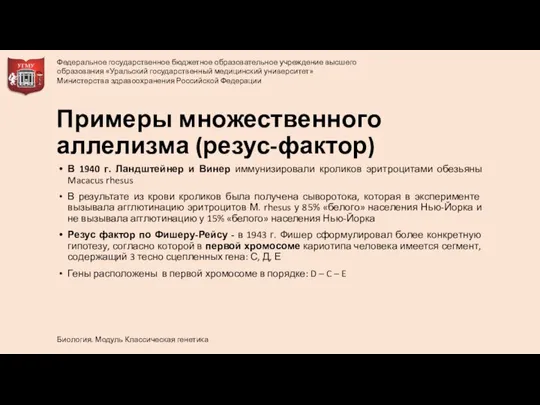 Примеры множественного аллелизма (резус-фактор) В 1940 г. Ландштейнер и Винер иммунизировали