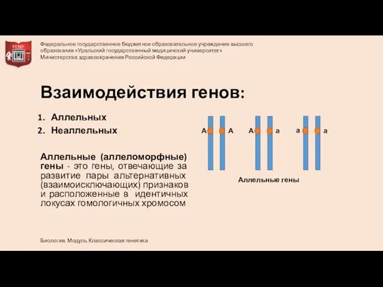 Аллельных Неаллельных Аллельные (аллеломорфные) гены - это гены, отвечающие за развитие